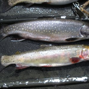 A fat brookie and a cutthroat.