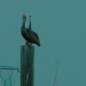 Local fauna.