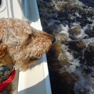 Boomer sniffing the tanin-colored ICW water.