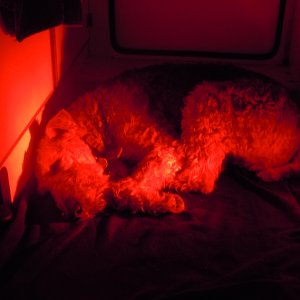 Boomer sleeping.  Lighting from courtesy LED's mounted at floor level.