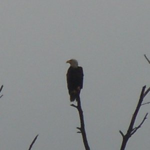 Eagle on the ICW.
