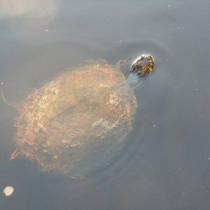 Voracious turtles are used to being fed by boaters.  We had 8-10 surrounding the boat after we tied up! Osprey Marina, SC.  30 miles north of Georgetown.