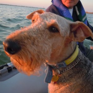 Media 'Boomer on a sunset dinghy ride.' in album '(Valkyrie) Getting on plane.
Photo by Salty Dog.'
