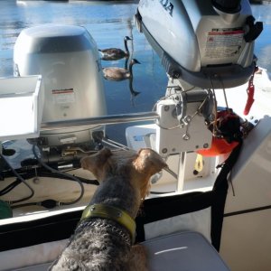 Boomer guarding "his" boat from interlopers!