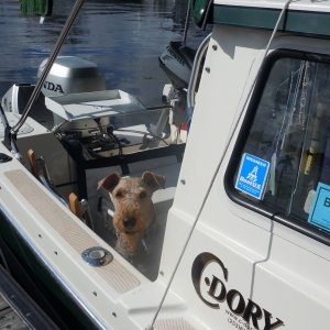 Media 'Boomer waiting to go for a walk.' in album '(Valkyrie) Getting on plane.
Photo by Salty Dog.'