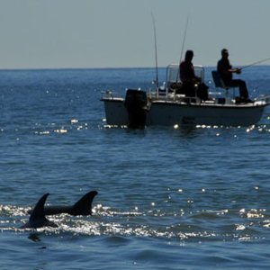 Media 'fishing and dolphin watching' in album 'Dolphin watching'