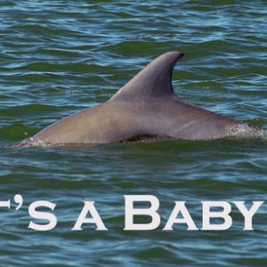Media 'Aw, it\'s a baby' in album 'Dolphin watching'