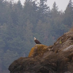 Bald eagle on the rocks next to the boat