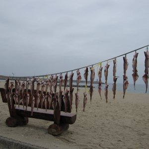 Drying fish