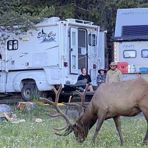 Elk at our family campsite bridge bay campground