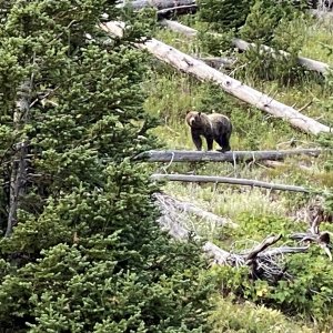 Grizzly bear along road on return from Cody