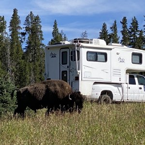 Our truck & camper seems to attract the animals or maybe the grass more scrumptious there