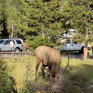 Another weekend with family at the campground with elk back & hard horned