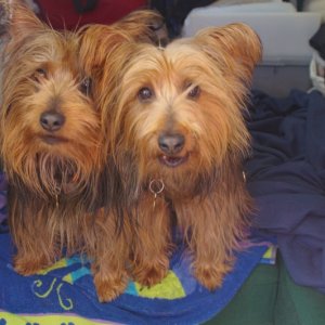 Our Aussie Terriers Bunker and Divot