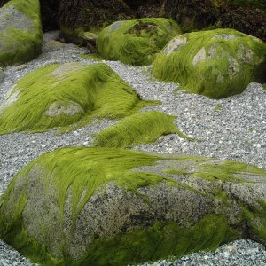 Hairy rocks