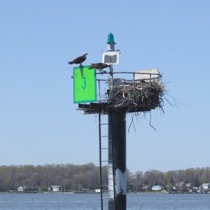 Media '(nscogin) Ospreys' in album '(nscogin) At Cutters Dock'