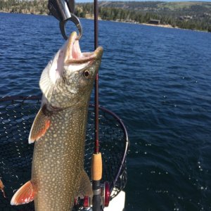 Catch & release