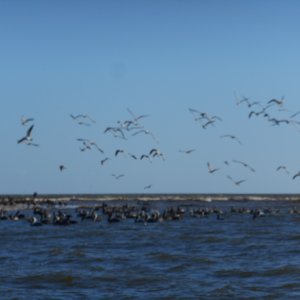 Birds off Cape San Blas.