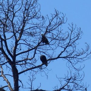 Saw many pairs of nesting Eagles, both up river and in St. Joes.