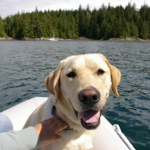 Cowan loves dinghy rides!