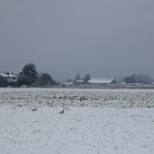 Media 'Snow geese in the snow, on the drive home in Burlington' in album 'After working on the Wallas installation for 4 hours on the workstand, I decided to launch and finish the project on the water in Anacortes. Who's that in the background?'