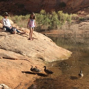 Granddaughter, Wrenny loved the ducks in Forgotton Canyon