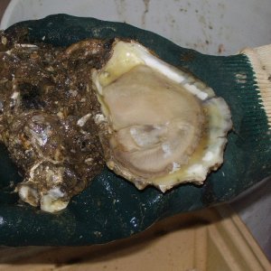 Close up of an Apalachicola Oyster!