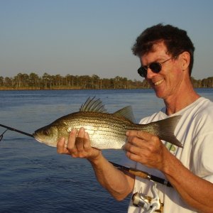 Hybrid Bass from river where we will be gathering