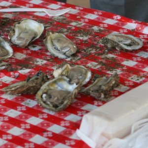 Fresh oysters--4 hours out of the bay!