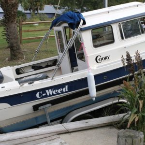 C Weed launches
