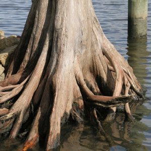 Cypress roots