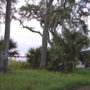 southern vegatation