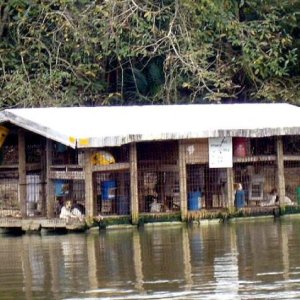 Hunting Dog House...A...Float