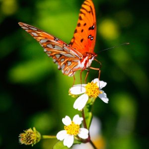 Perfect butterflies were abundant around the Apalachicola area.