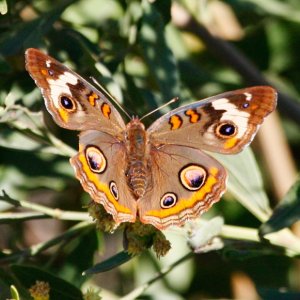 This beautiful moth has eye patterns on its wings.
