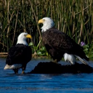 Apalach River Eagles Photographed from C Eagle. The bald eagle on the right is the very large female.