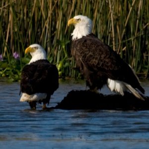 Bald Eagles on Apalachicola River
