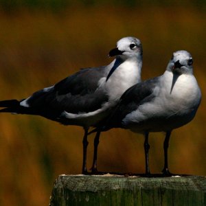 Bonapart gulls at Waterstreet Marina graced the dock pilings and followed the shrimp boats when a fresh catch came in.