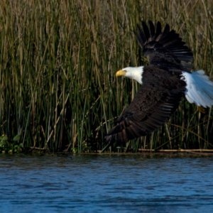 River Hunter photographed from C Eagle as she takes flight.