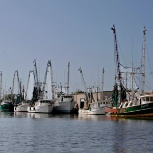 Part of the shrimping fleet on Scipio Creek