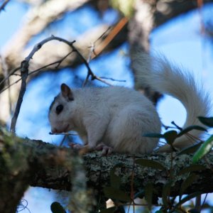 White Squirrel near the Ochlekonee River a few miles east of Apalach. This critter is not an albino and has black eyes.