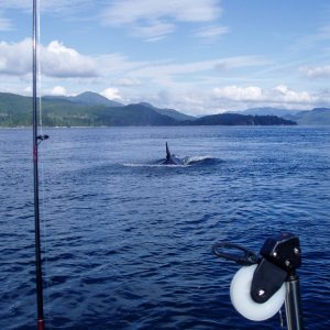 (DaveMar) Orca at Little Bear Bay