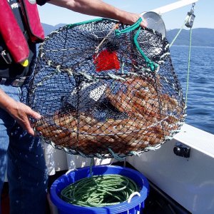 Media 'The Catch' in album '(DaveMar) Entrance to Nanoose Harbour, Lantzville, BC'