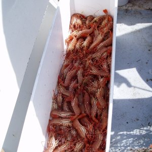 More Catch - 275 count