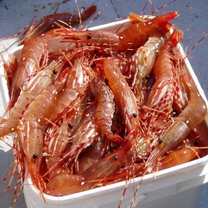 Media 'Guess How Many Prawns in the Bucket?' in album '(DaveMar) Entrance to Nanoose Harbour, Lantzville, BC'