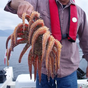 Media 'Multi-Legged Prawn Eater.' in album '(DaveMar) Entrance to Nanoose Harbour, Lantzville, BC'