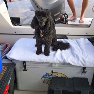 Spoiled dog does not get feet wet