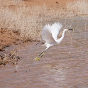 White Egret Oak Canyon