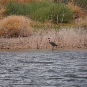 Blue Heron 2 Oak Canyon
