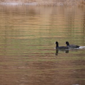 Two Coots